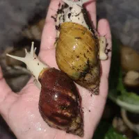 حلزون آچاتینا