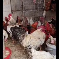 خروس ومرغ برای خرایت وچشم نظر تحویل درب منزل|حیوانات مزرعه|ساوه, |دیوار