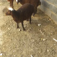 میشجمل زا با دوبره ماده شیر مست ۳۰ کیلویی