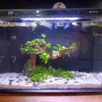 فروش ویژه آکواریومهای هوشمند بویو