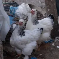 تخم نطفه دار برهما لایت