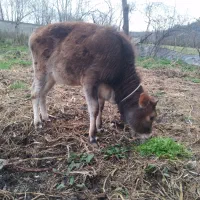 گوساله جرسی