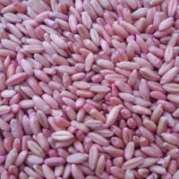 گندم پیشگام مادر