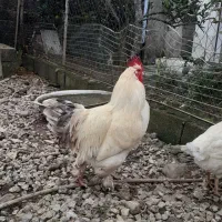 خروس پاپری درشت