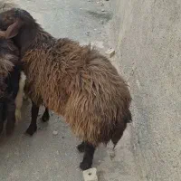 شیشک همو به شرط خون گیری|حیوانات مزرعه|اسحاق آباد, |دیوار