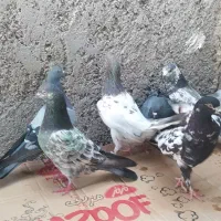 بیست کبوتر پاکستانی|پرنده|خورموج, |دیوار