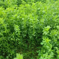 بذریونجه وگندم رقم کلکتور|خدمات باغبانی و درختکاری|بیله سوار, |دیوار