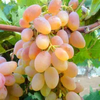 انگور شاهرودی
