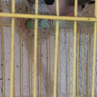 فنج کراواتی آواز خوان|پرنده|عجب شیر, |دیوار