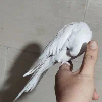 3عدد عروس هلندی البینو|پرنده|کرج, حصارک پایین|دیوار