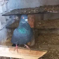 یک کبوتر زاغ ۱۵۰معاوضه هم دارم با هرچی|پرنده|گنبد کاووس, |دیوار