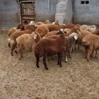 بره نر و ماده|حیوانات مزرعه|اصلاندوز, |دیوار