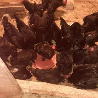 خروس مرندی بالغ|حیوانات مزرعه|ساری, |دیوار