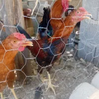 خروس جوان۳عدد