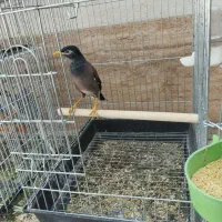 یک عدد مرغ مینا