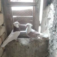 کبوتر طوقی ودوکتی|پرنده|باغ بهادران, |دیوار