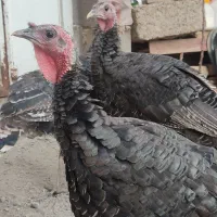 بوقلمون