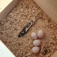 جفت عروس هلندی با چهارتا تخم