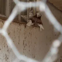 کبوتر|پرنده|رشت, فرزانه|دیوار