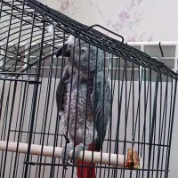 کاسکو۳ساله