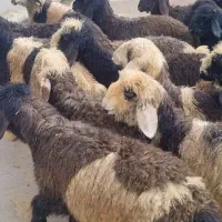 بره ماده داشتی
