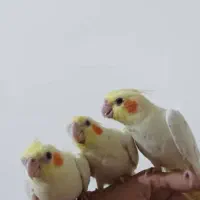 فروش عروس هلندی دستی با طوطی برزیلی دستی|پرنده|عسلویه, |دیوار