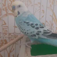 عروس هلندی و مرغ عشق