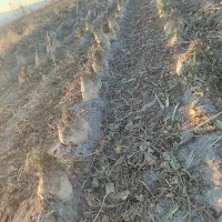 چغندر تازه و شیرین مخصوص دام