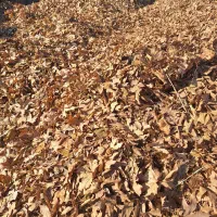 خاکبرگ.برگ‌پوسیده.کوکوپیت‌وپرلیت‌‌.ورمی