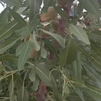 ۱۵هزارمترباغ و ۲۵هزار متر زمین با آب از چاه ۲۰متری|فروش دفتر صنعتی، کشاورزی، تجاری|تهران, امیرآباد|دیوار