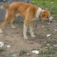 توله سگ الابای|سگ|بندر گز, |دیوار