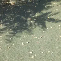 چمن مصنوعی ۲۰۰۰ متر