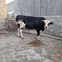 سلام فروش گوساله نر