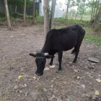 گاو چالوسی آرام جوان