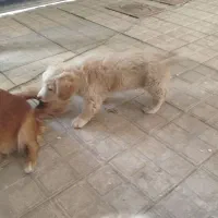 پاپی دوماه شیتزو قیمت 2500|سگ|مشهد, امیریه|دیوار