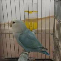 طوطی برزیلی|پرنده|شریفآباد, |دیوار