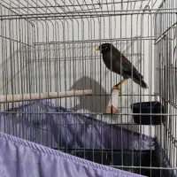 مرغ مینا نر جوان آواز خوان با هوش