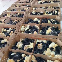 جوجه رنگی|حیوانات مزرعه|مشهد, پورسینا|دیوار