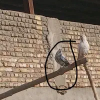 کبوتر گمشده ۲ آذر|پرنده|پاکدشت, پاکدشت (مامازند)|دیوار