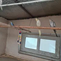 عروس هلندی|پرنده|کرج, فاز ۳ مهرشهر|دیوار