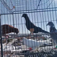 کفتر. گرفتنی|پرنده|سبزوار, کهنه آب|دیوار