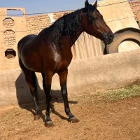 اسب نریون عرب