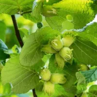 نهال ارقام فندق زود گل و دیرگل