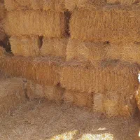 کاه یا کولش،گندم،اتن،موجود،میباشد