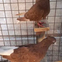 کبوتر دم سفید