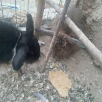 خرگوش لوپ|موش و خرگوش|قائن, |دیوار