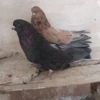 کفتر سرور و زاغ