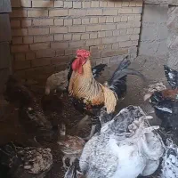 مرغ خروس جوجه