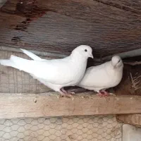 کفتراجون دونه ای200