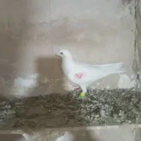 پرنده کبوتر|پرنده|دشتابی, |دیوار